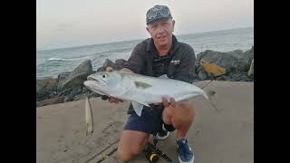 81cm Shad (Tailor, Blue-Fish) Blue Lagoon Durban South Africa May 2024