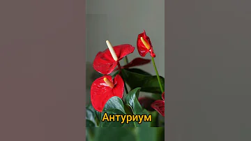 Какие комнатные цветы любят кислую почву