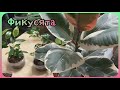 То, что радует и душу согревает😊Мои фикусята🌿Эластика Белиз🌱Триангулярис🍀Кёрли❤Регидан и еще кое-кто