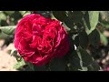 роза 4-х ветров, питомник роз полины козловой, rozarium.biz. Rose des 4 Vents, бордюрные розы