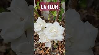 How to say Flower in Spanish #shorts #spanish #spanishvocabulary #spanishvocab #spanishwords #españo