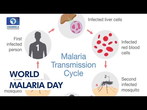 World Malaria Day 2022: Nigeria Has 27 Percent Of Global Cases