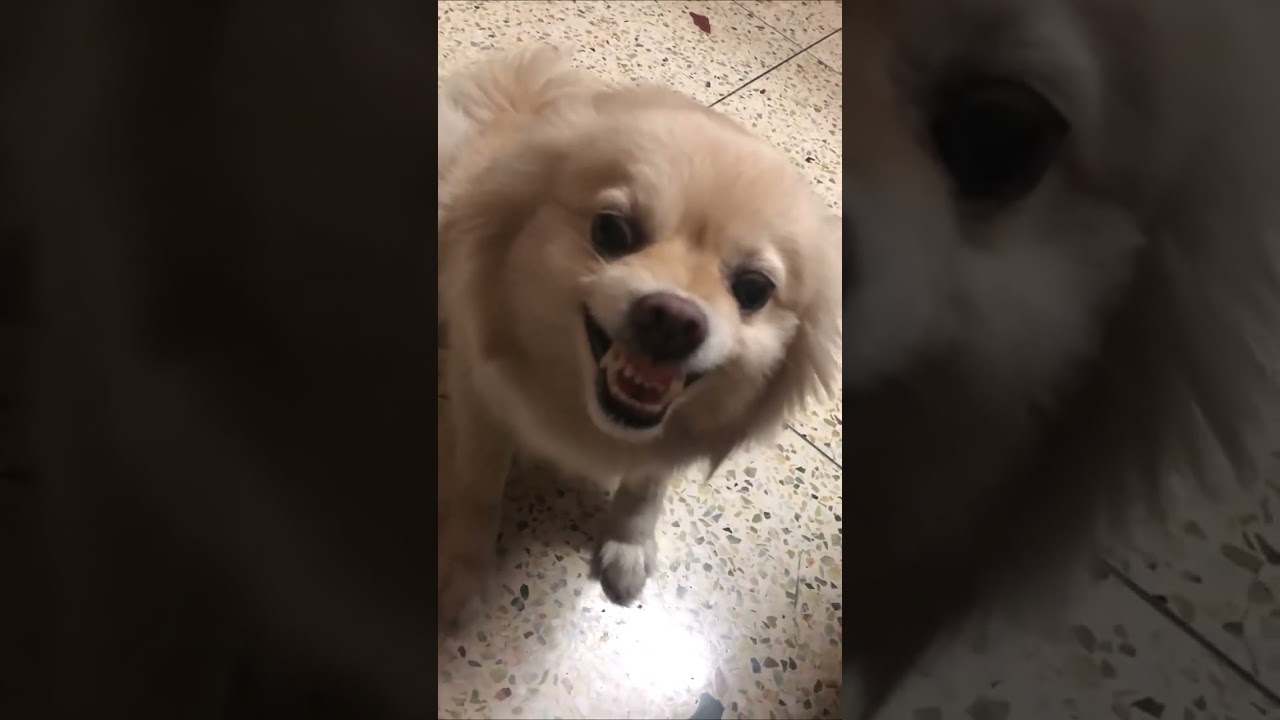 প্লুর হঠাৎ করেই ৫ টা বাচ্চা হয়,নাড়ি কাটা থেকে মানুষ করা সব একা করেছে সে