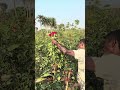 uncle is picking roses