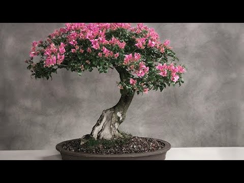 Как вырастить Сакуру в домашних условиях. Все методы.