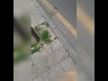 نسلهان نسلهان