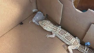 Pet reptile found abandoned in Norfolk trash pile