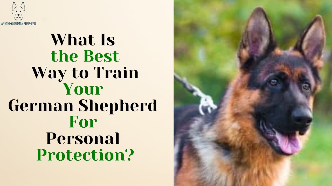 What Is the Best Way to Train German Shepherds For Personal Protection