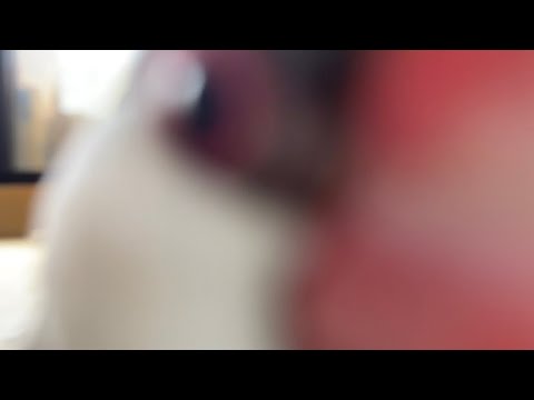 ゼロ距離文鳥　java sparrow