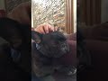 How I make my French bulldog Bingo sleepy :D