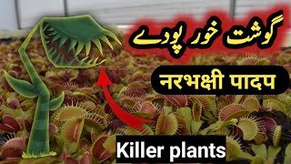 carnivorous plants | killer plants documentary - ghosht kho pody