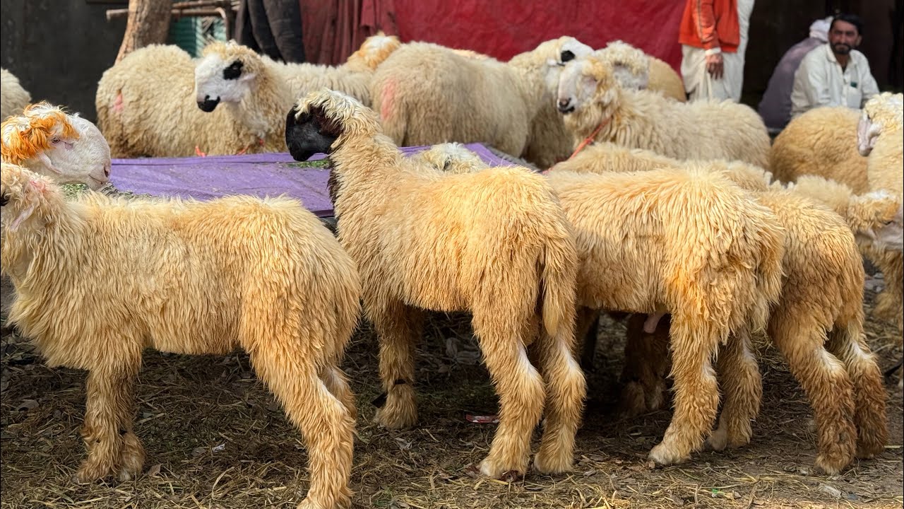 Tuesday Update Lahore Mandi Mundre Chatre Turkey Dumbe Qurbani 2026 Mazhar Biba Official 