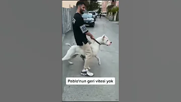 اكبر اكبر كلب دوجو ارجنتينو بالعالم كلب البيتبول 