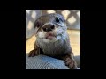 年内ラスト‼️カワウソ納め LIVE🦦