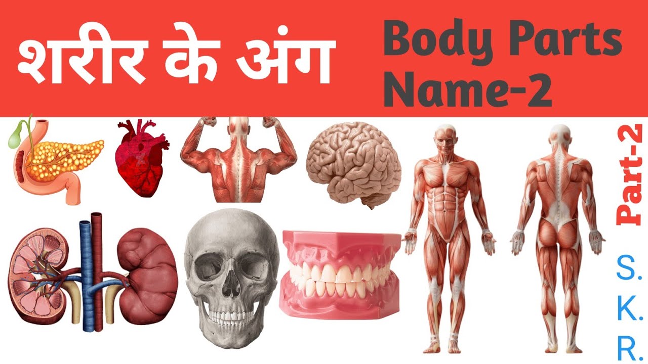 Human body part name/body part/शरीर कें अंगों के नाम/body part name