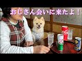 大好きな叔父さんに会いに行くポメラニアンのポメくん