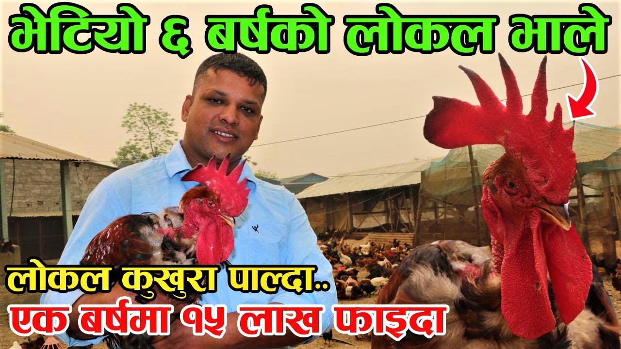 एक बर्षमै १५ लाख कमाउन यसरी पाल्नुहोस् लोकल कुखुरा, कुखुरा पाल्ने सजिलो तरिका  │Nepal Chitra