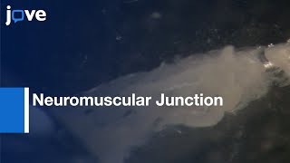 Protein-protein Complexes Detection at Larval Neuromuscular Junction | Protocol Preview