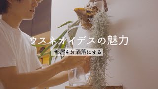 【植物解説】チランジア・ウスネオイデスの育て方、特徴など解説