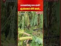 Tumakur Rain Effect: ತುಮಕೂರಿನಲ್ಲಿ ಗಾಳಿ-ಮಳೆಗೆ  ಪ್ರಮಾಣದ ಬೆಳೆ ಹಾನಿ..