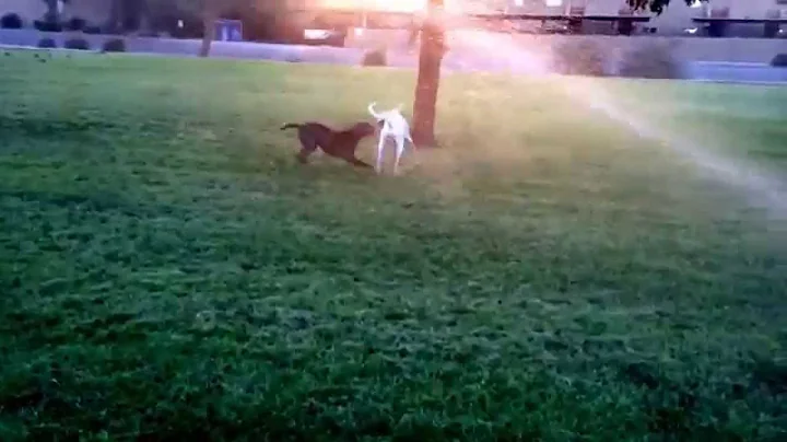 Early Morning Destruction With the Pits