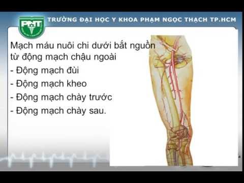 Video BÀI GIẢNG GIẢI PHẪU TRƯỜNG ĐẠI HỌC Y HÀ NỘI MẠCH MÁU... - YouTube