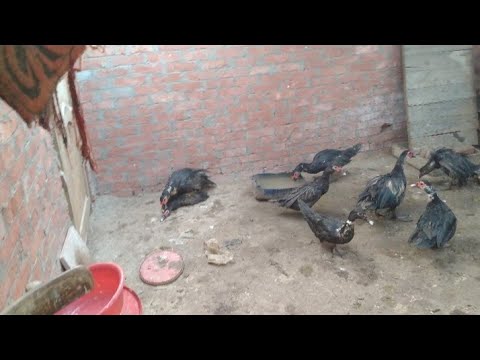 تزاوج البط البلدي 