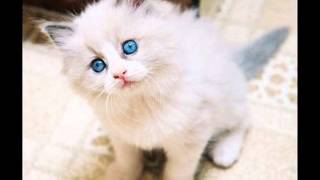 Top 10 des plus beaux chats du monde !