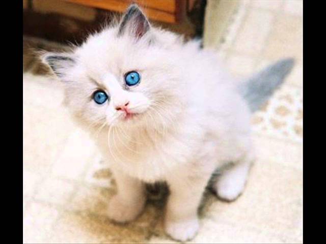 Top 10 Des Plus Beaux Chats Du Monde Youtube