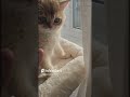 the most dangerous animals on this planet!!! #short #scary #aggressive #funny #cats