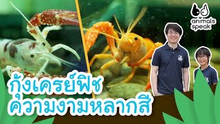 กุ้งเครย์ฟิช ความงามหลากสี | Animals Speak