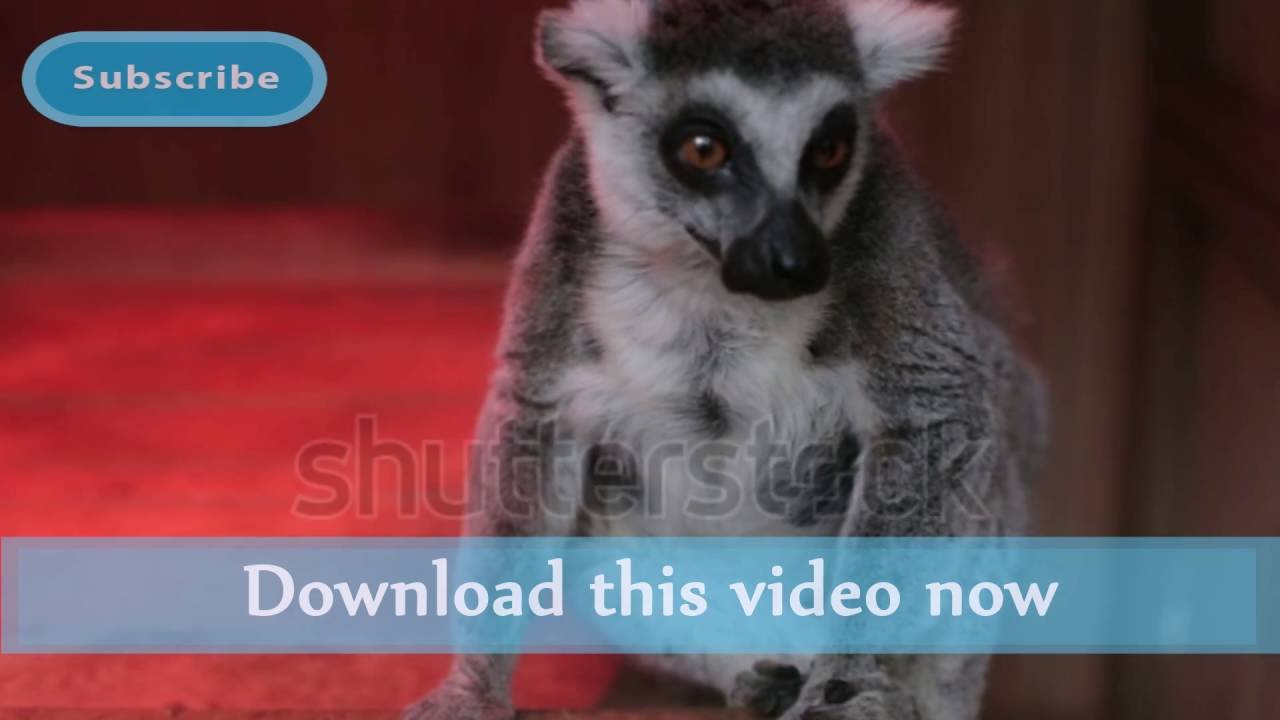 Grey lemur sitting. Close up | Stock Footage