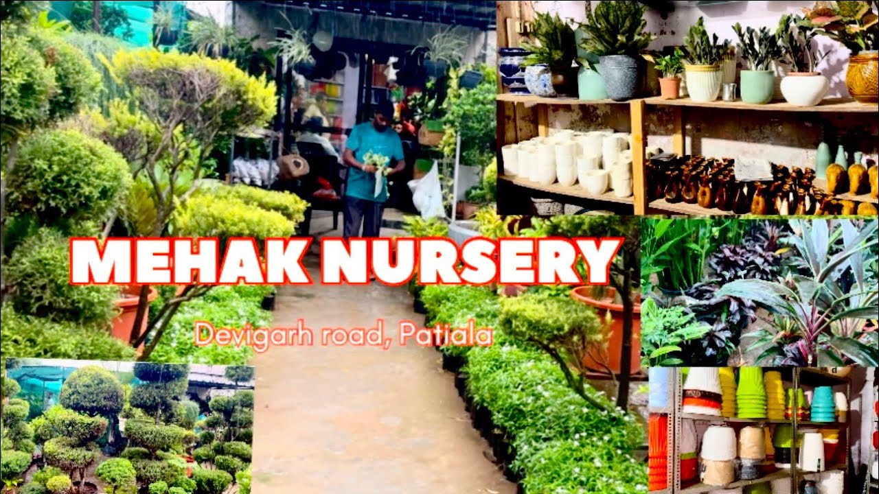 Plant Nursery visit vlog | cheapest plant nursery | Mehak Nursery 