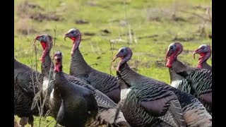 Michigan's wild turkey population is seeing a resurgence