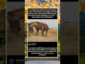 🌾 Raw African Wild Footage: Uneven Carnivore Standoff#SpottedHyena #HoneyBadger#foryou #fyp #animals
