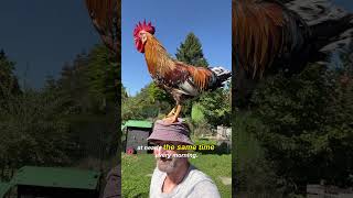 Why Do Roosters Crow Before Sunrise? 🐓⏰ #chicken  #animalfacts #farmanimals #interestingscience