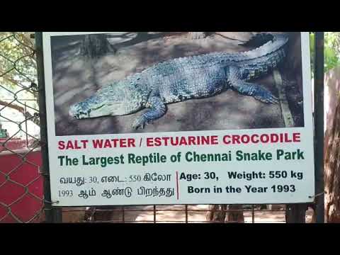 SNAKE PARK CHENNAI