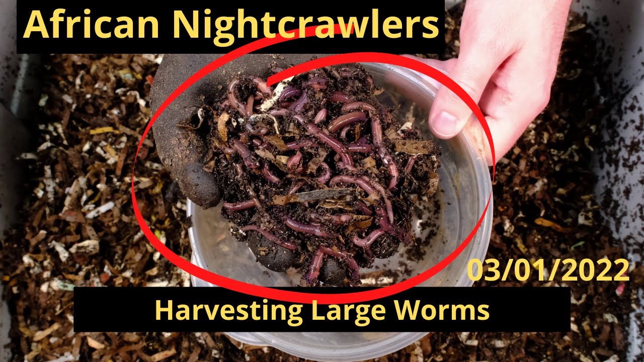 The Amazing African Nightcrawlers – Midwest Worms