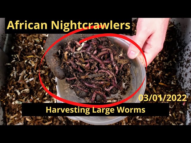 The Amazing African Nightcrawlers – Midwest Worms