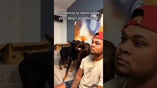 Funny Animals  foryou shorts