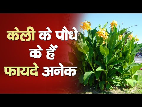 वीडियो: केली पैक्सियन - TripSavvy