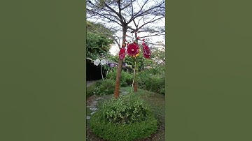 S32.Sentosa  island mono railway station Garden #youtubefeed #youtubeshorts #sentosa #singapore
