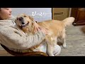ママが甘やかすせいで、愛犬がイヤイヤ期