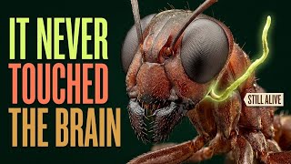 The Fungus That Turns Ants Into Puppets Before Killing Them