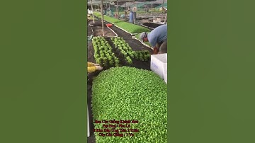 Cung Cấp Hoa Cúc Giống Khánh Hoà Đại Đoá Pha Lê Cung Ứng Trên 2 Triệu Cây Cúc Giống / 1 Vụ #shorts