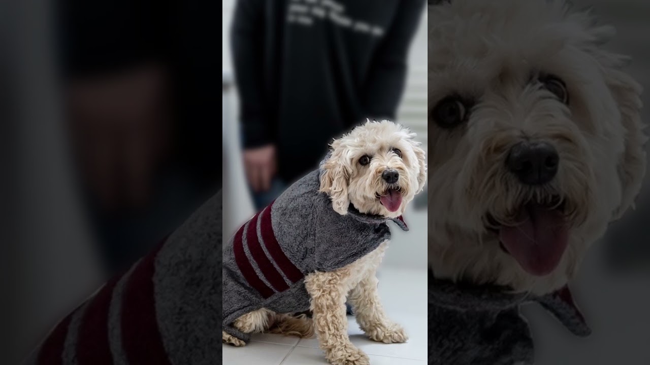 Ad Video Editing #dog #advertising #videoediting