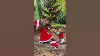 Funniest Monkey Moment Ever! 🇺🇸🇬🇧 #FunnyMonkey #MonkeyPrank #USAfunny #Shorts #ChristmasFunny