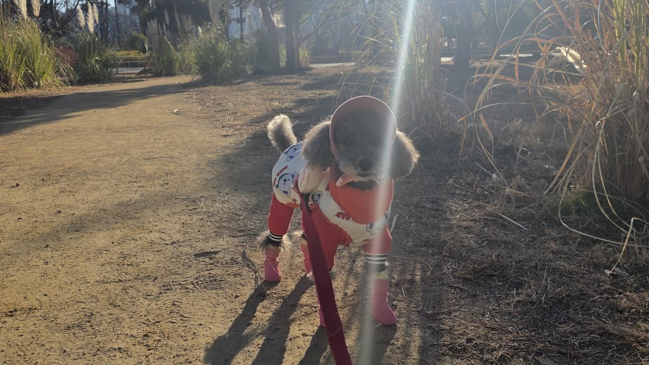 26년 1월 매일 산책 ASMR 466일차 [POV: Dog walk in Busan 🐾 | ASMR — Day 466 (Korea, Jan ’26)]