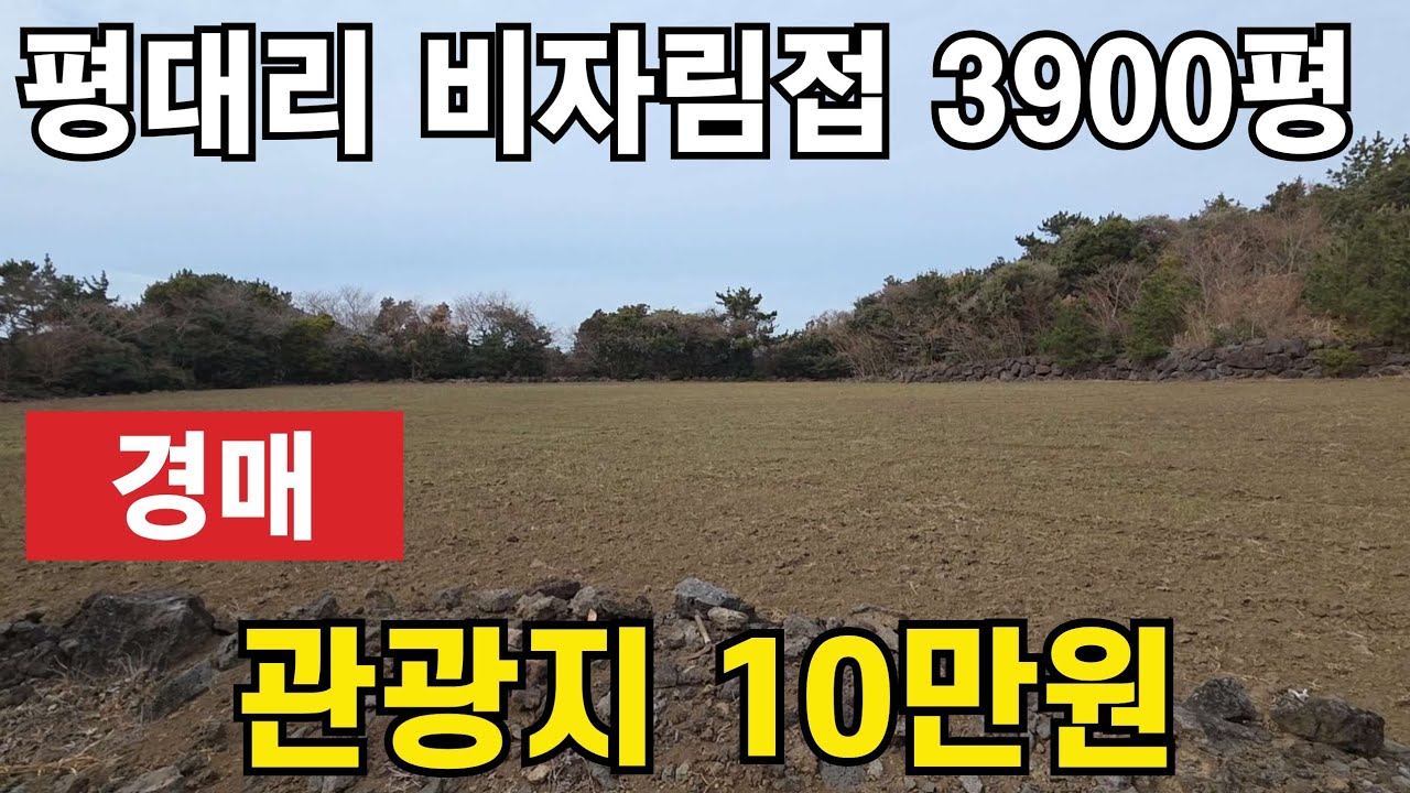 [경매] 제주시 구좌읍 평대리 비자림옆 3900평 010 4436 0401 #제주도 부동산 토지 매매 #급매물