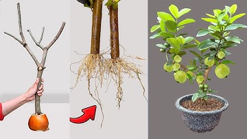 Technique; how to grow guava from branches that grow extremely fast thanks to Coca-Cola